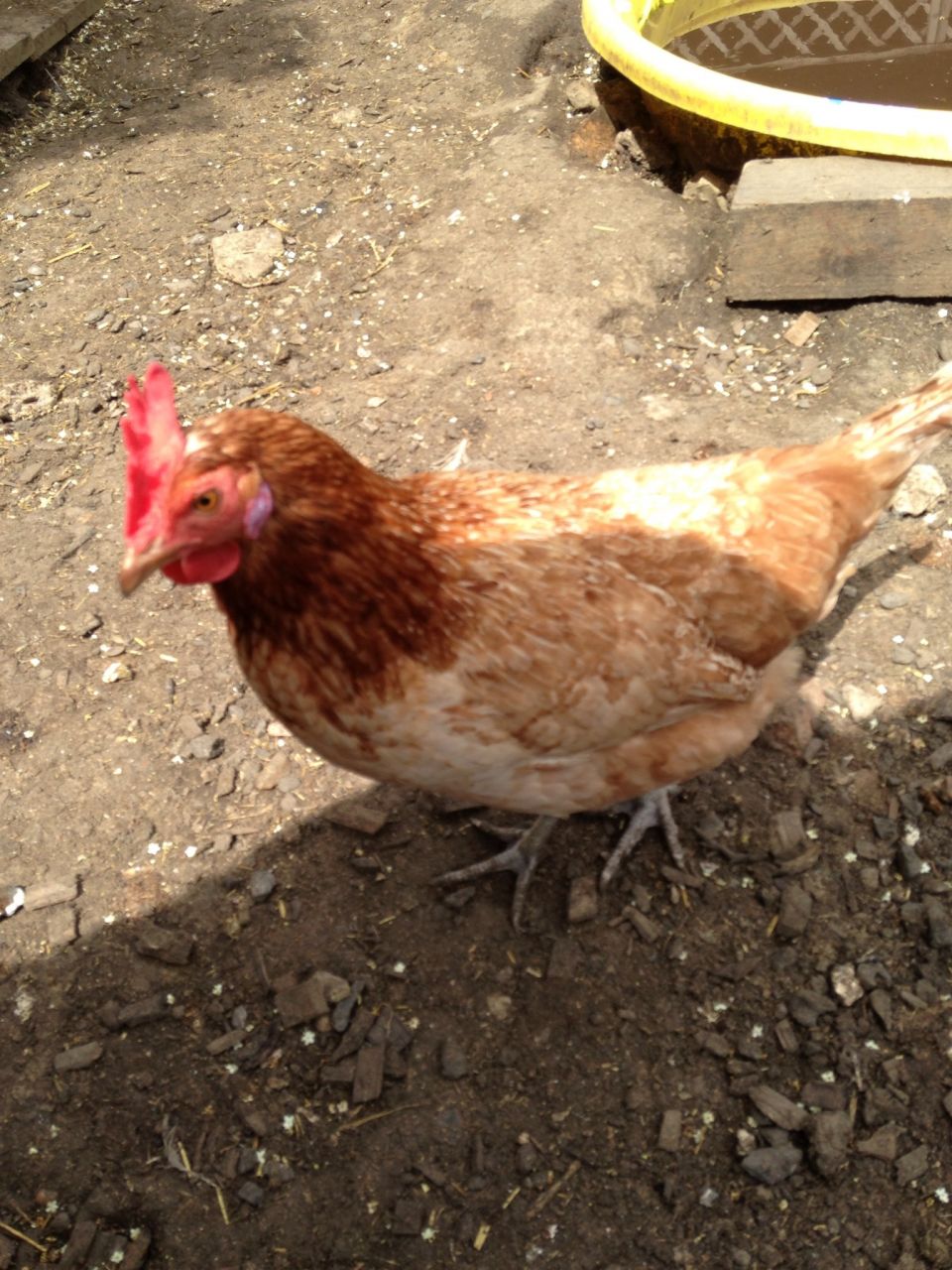 grown laying hens for sale